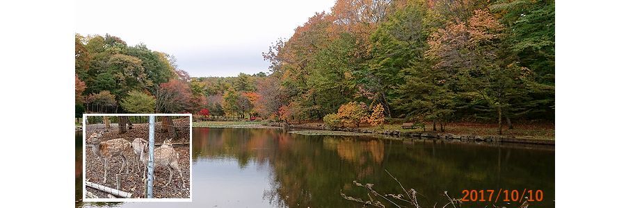 １０／１０鹿公園の池.jpg