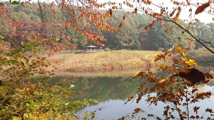 東屋と紅葉.JPG