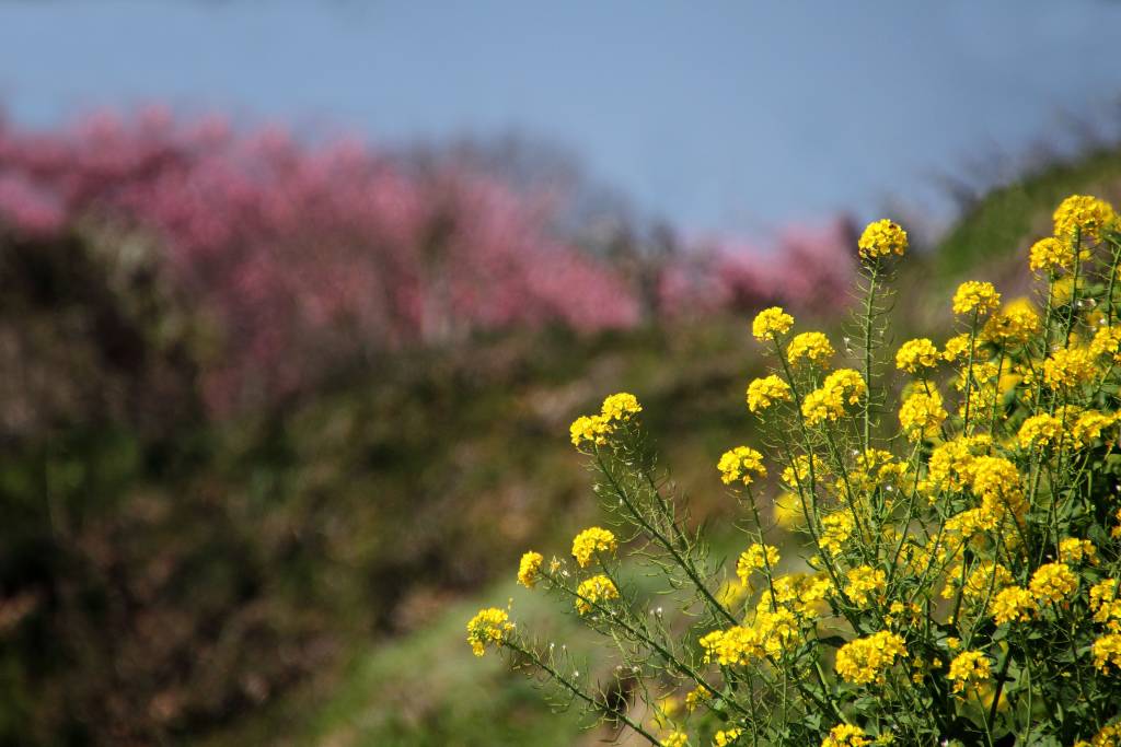 明日香村_009.jpg