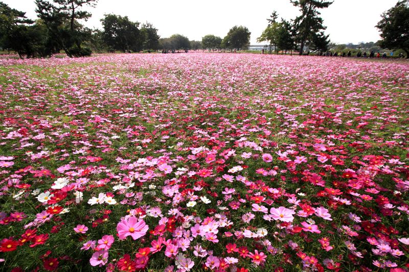 武庫川コスモス園_005.jpg