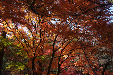 新宿御苑の紅葉