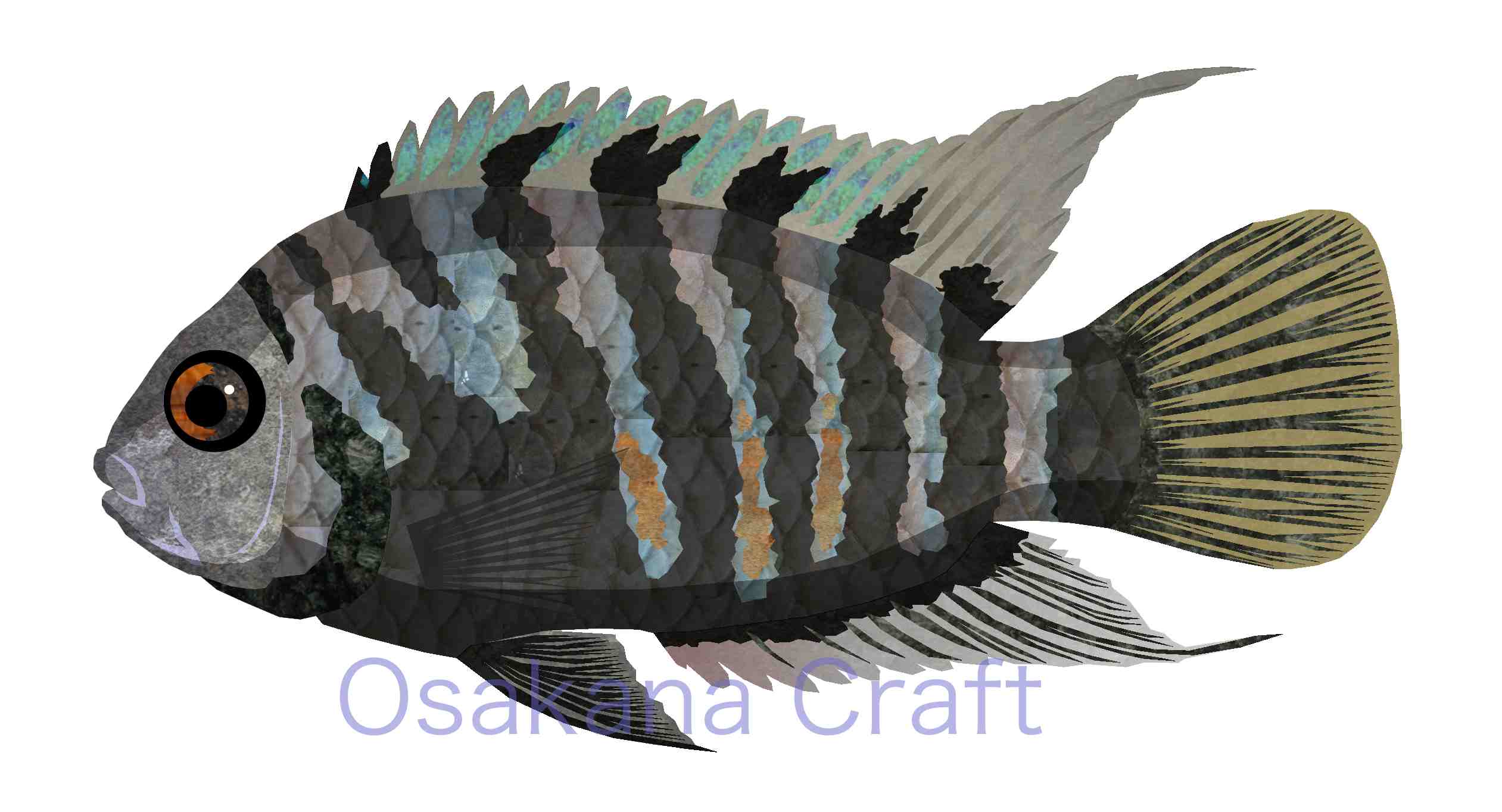中米シクリッド Cichlid-Central America | Osakana Craft