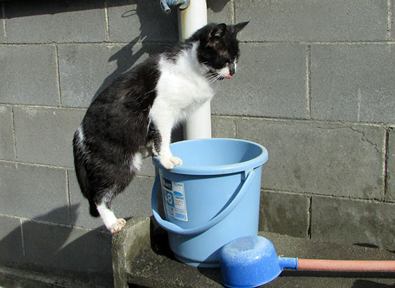 我が家のニャンコ♪2015/2/8-2