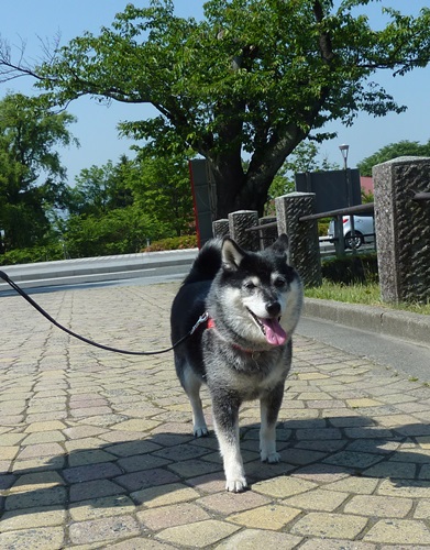 鶴岡公園散策