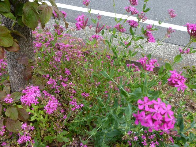 虫取撫子 ムシトリナデシコ 車輪梅 白とピンク 写真あり 私の好きな花 楽天ブログ