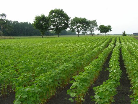 240727蕎麦畑他 009.jpg