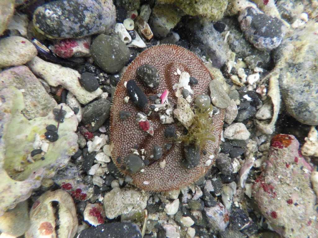 串本磯採集2023年7月下旬20　タコノマクラ（Clypeaster japonicus）
