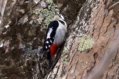 Great Spotted Woodpecker