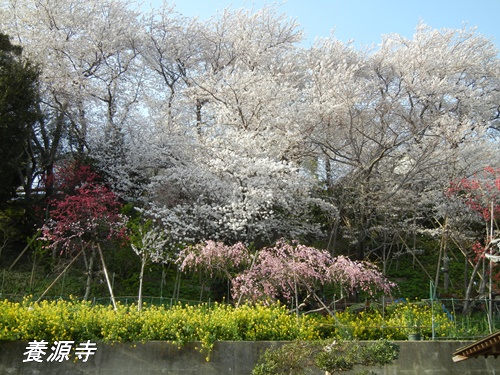 養源寺