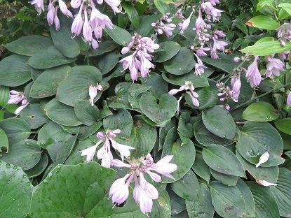 庭 の記事一覧 静かな時が流れる 風の庭 楽天ブログ