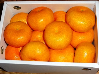 果物１.jpg