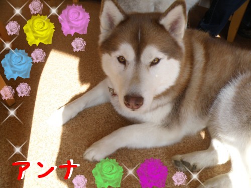 ｱﾝﾅ.JPG