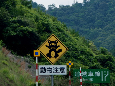 タヌキ注意　7.12　2016　ｐ