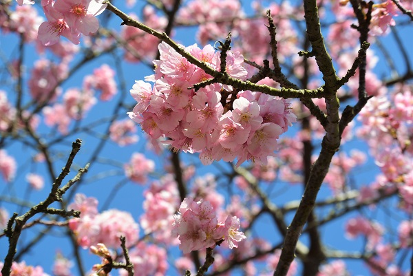みなみの桜と菜の花まつり