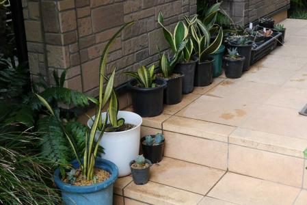 サンスベリア・トリファスキアータ・ゴールデンフォレスケート