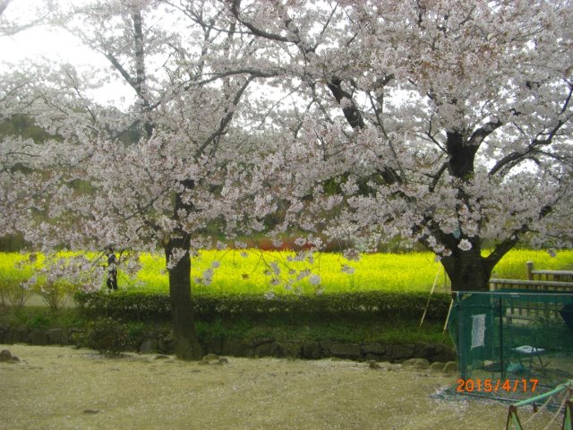 花見山公園の桜と菜の花.jpg