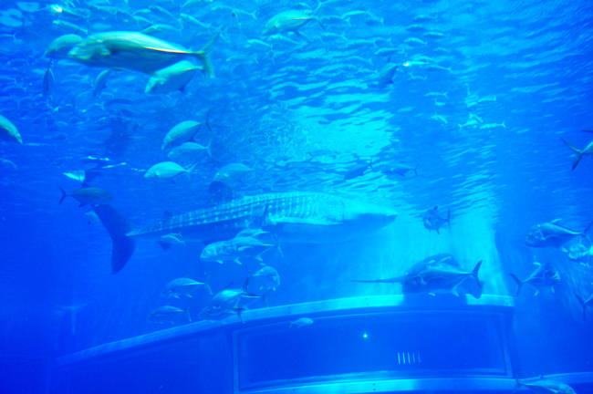 魚６