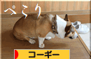 ブログ村　ぺこり.gif