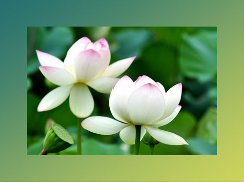 はす３