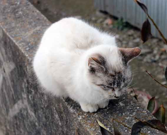 我が家のニャンコ♪2014/01/31-2
