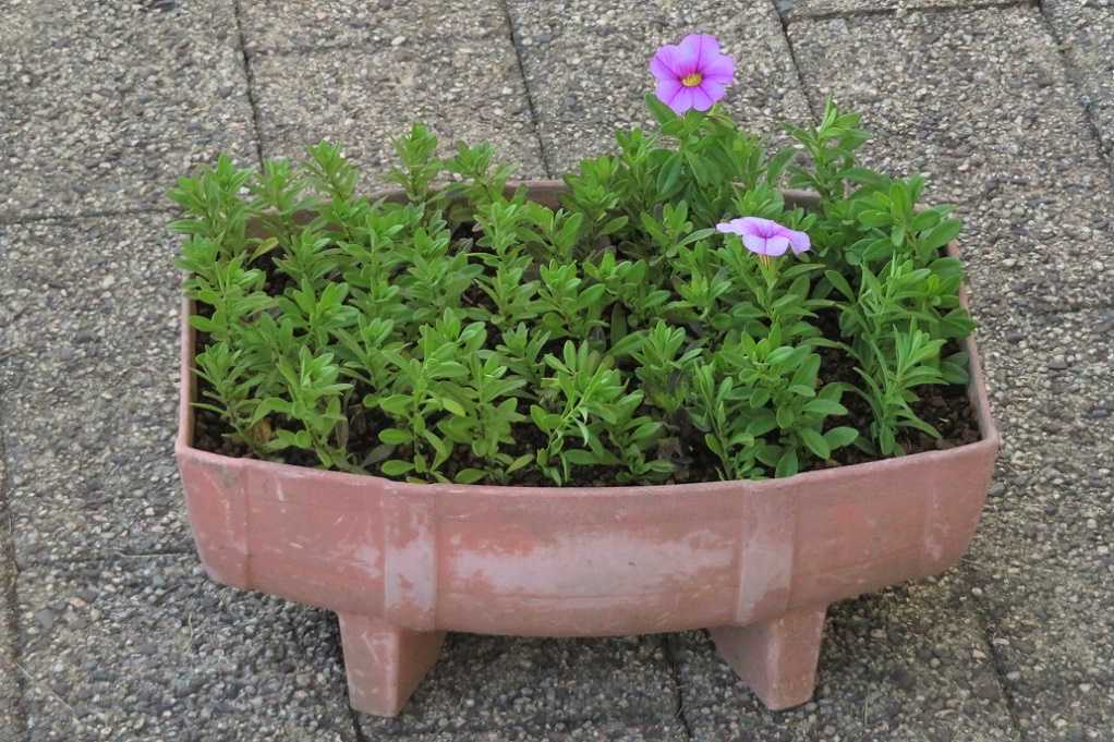 趣味の園芸 ミリオンベルの切り戻しと挿し芽 葉牡丹と西洋桜草の苗 ヒナゲシ発芽 網目ホオズキ 干し柿ほぼ完成 大分金太郎の花鳥蝶月 楽天ブログ