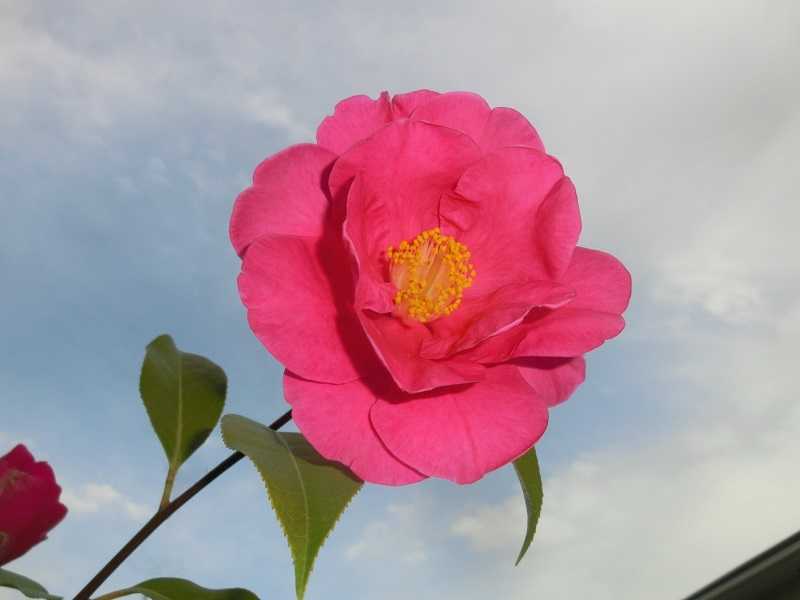 フランクハウザー　洋種椿 フランクハウザー 洋種椿