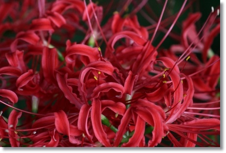 動橋川-7 ヒガンバナ-7 13.9.24