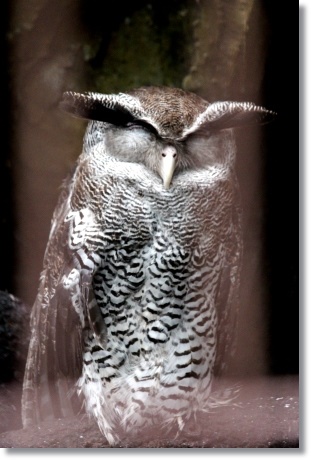 東京旅行-32 上野動物園 マレーシアワシミミズク 13.10.5