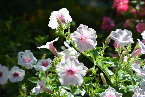 夏のお花