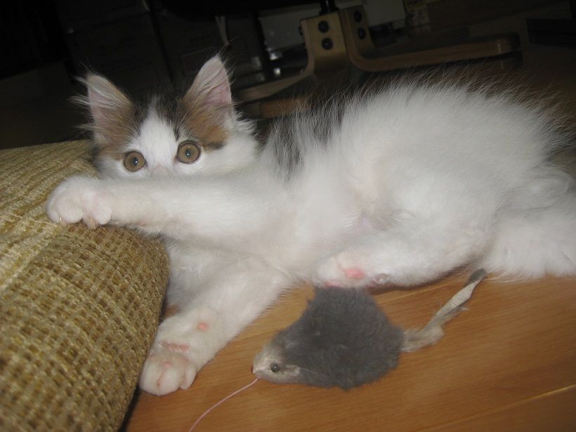 眉毛野まあちゃん祭り♪なんだかスラ王のような風格まで、、、(笑)←ばばバカ♪ 可愛いに間に合わない(ファッション