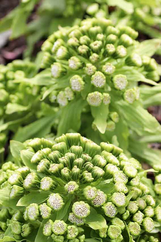 ふきのとう-02♪