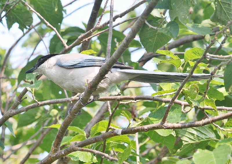 IMG_1375 (800x566).jpg