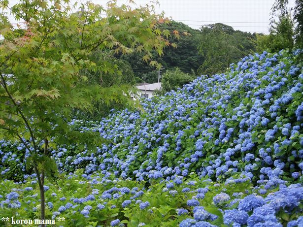 紫陽花５