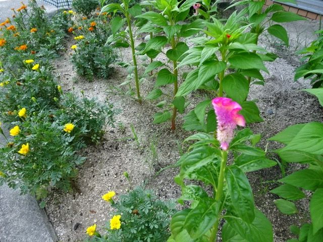 夏の草花 あんず の ブログ 楽天ブログ