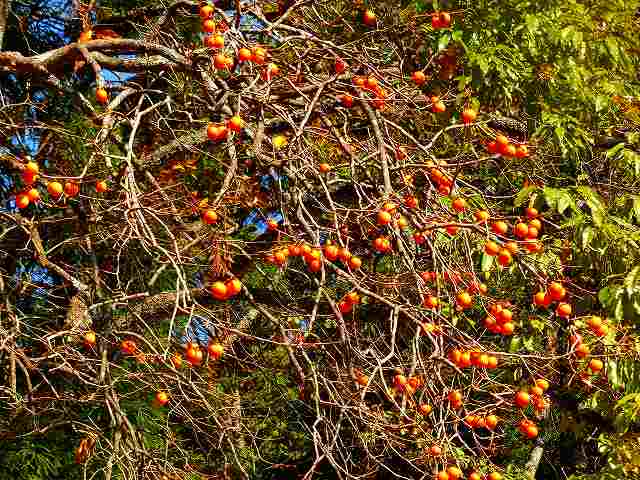 ユニトピアささやまの紅葉 6 ぶらっと撮影三昧 楽天ブログ