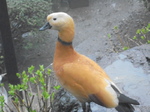 カモ.jpg