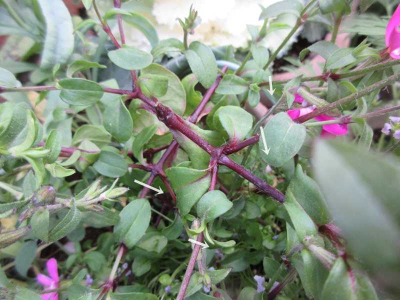 狭い庭をおしゃれに花いっぱいにする育て方 ツルコザクラを剪定 狭い庭を花いっぱいにする育て方 楽天ブログ 狭い庭をおしゃれに花いっぱいにする育て方 ツルコザクラを剪定 狭い庭を花いっぱいにする育て方 楽天ブログ