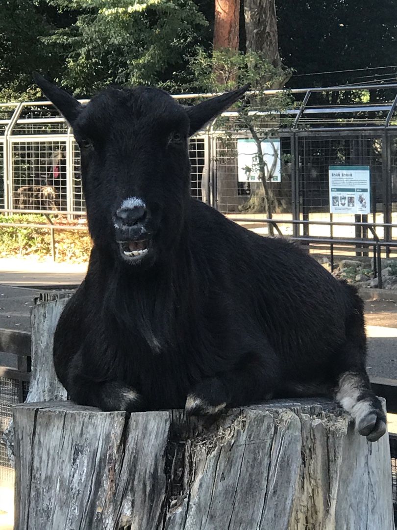 黒ヤギさん 株と生活 楽天ブログ