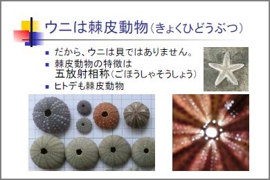棘皮