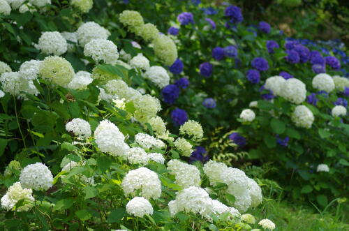 昭和記念公園の紫陽花