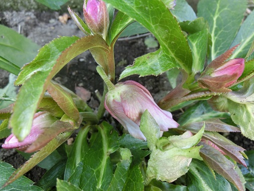 クリスマスローズ