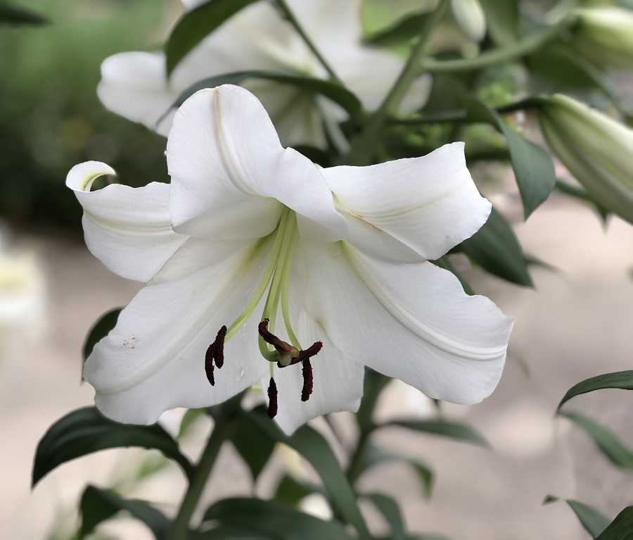 ユリの開花 ペタカス ウォッチアップ 今日のできごと 楽天ブログ