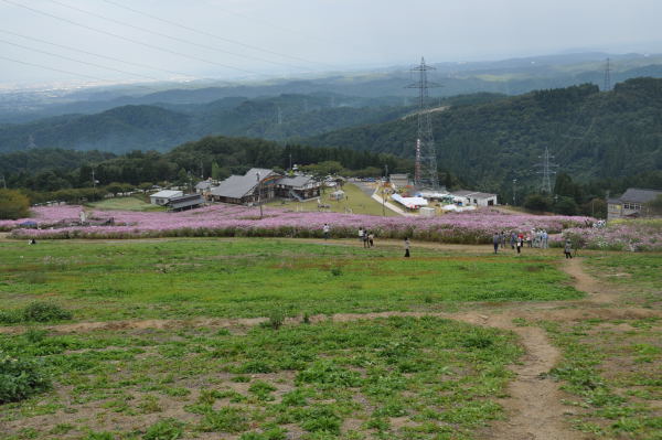 夢の平　秋桜