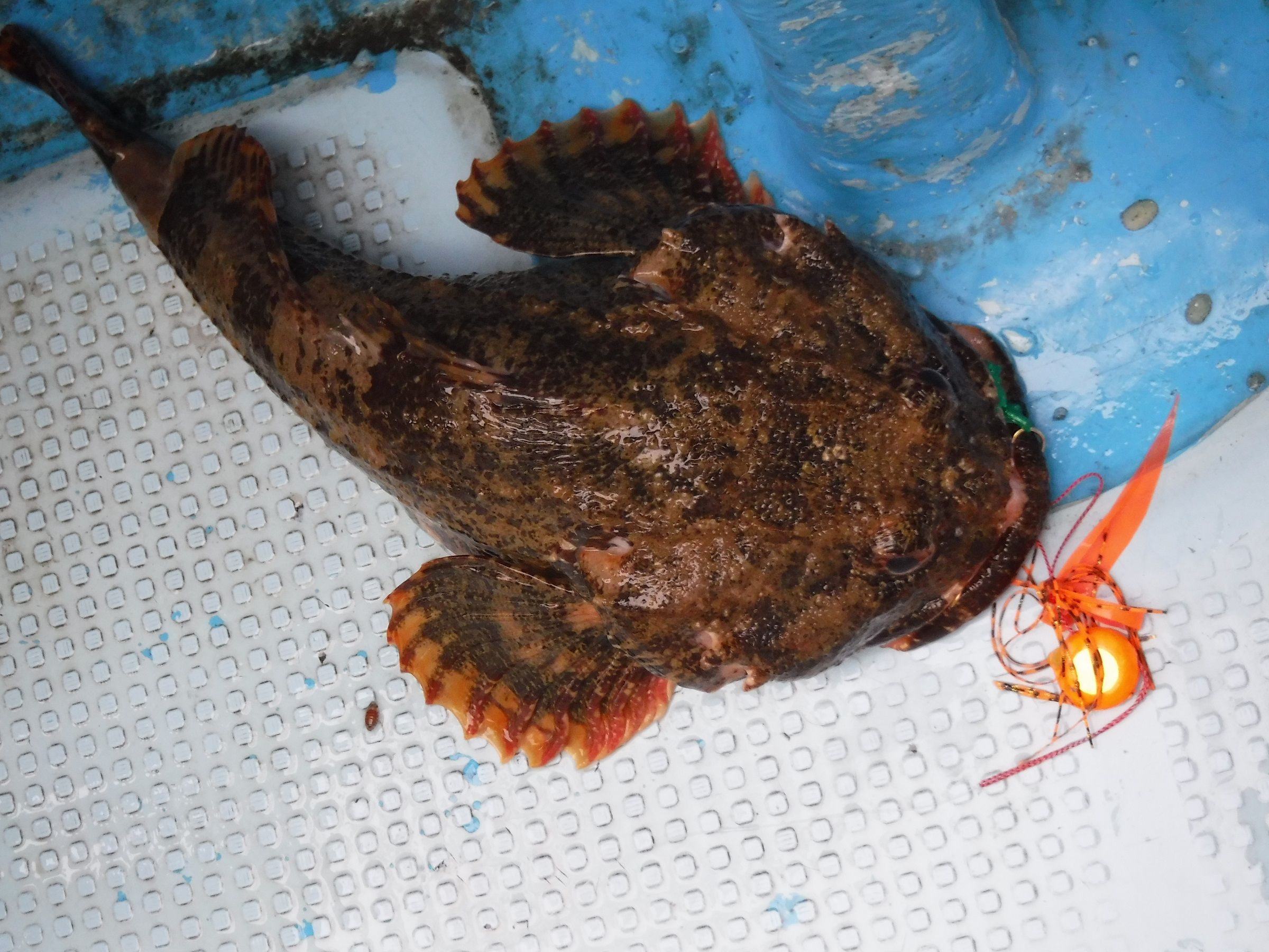 北海道の釣り 日本の釣りと世界の釣り タイラバ釣行記 楽天ブログ