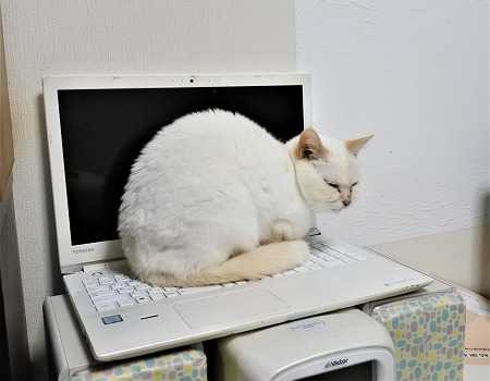 ダミー 裏表山猫のねぐら 楽天ブログ