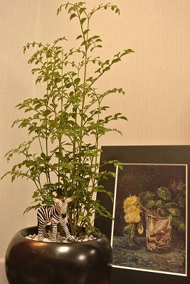 s-DSC_3515.jpg