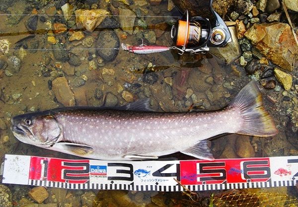 2尺大岩魚は何処へ サクラマスのブログ 楽天ブログ