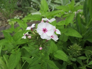 IMG_4682ss.jpg