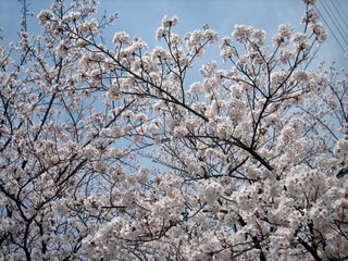 青空に映える桜
