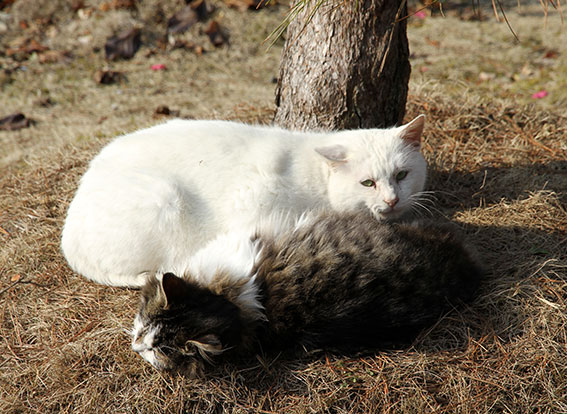 我が家の2015/1/8-3